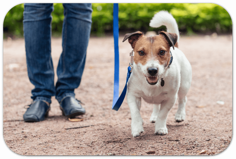 Welpengruppen und Junghundekurse: Die soziale Reise Ihres Hundes